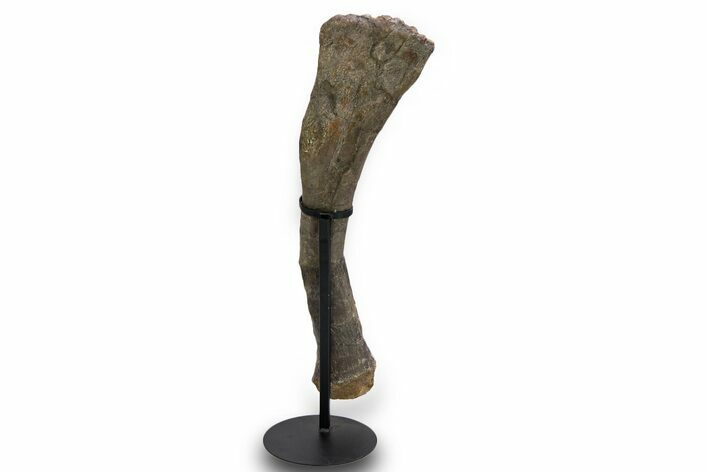 Fossil Sauropod (Camarasaurus) Radius Bone - Wyoming #379484